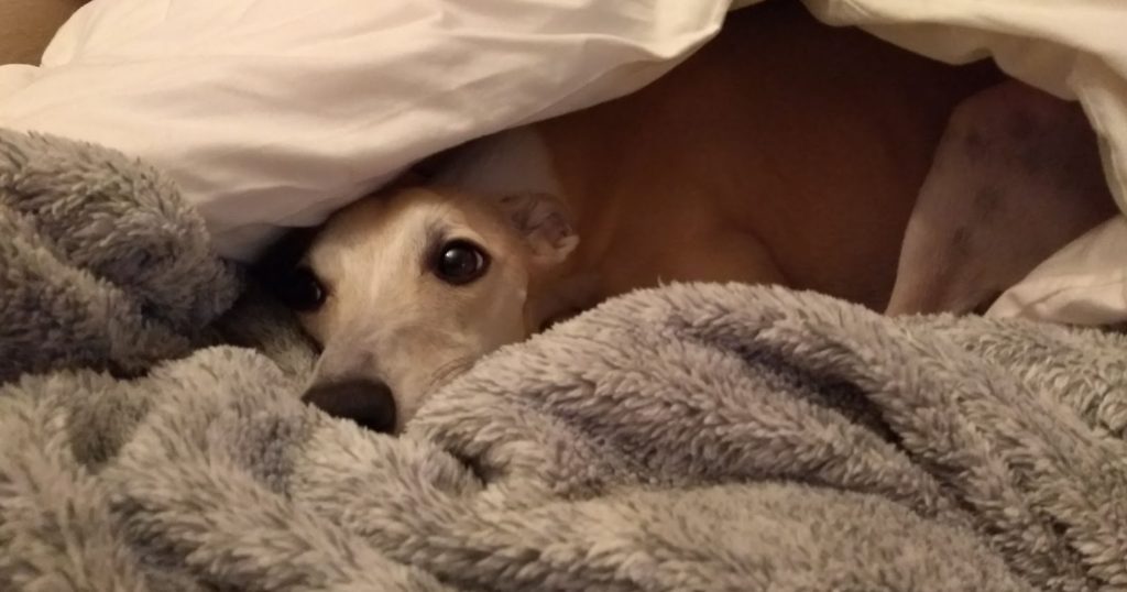 Whippet in blankets