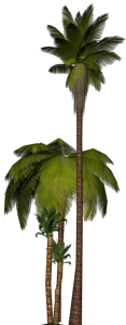 3d model of palm trees