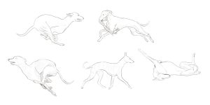 Sketches of a whippet dog