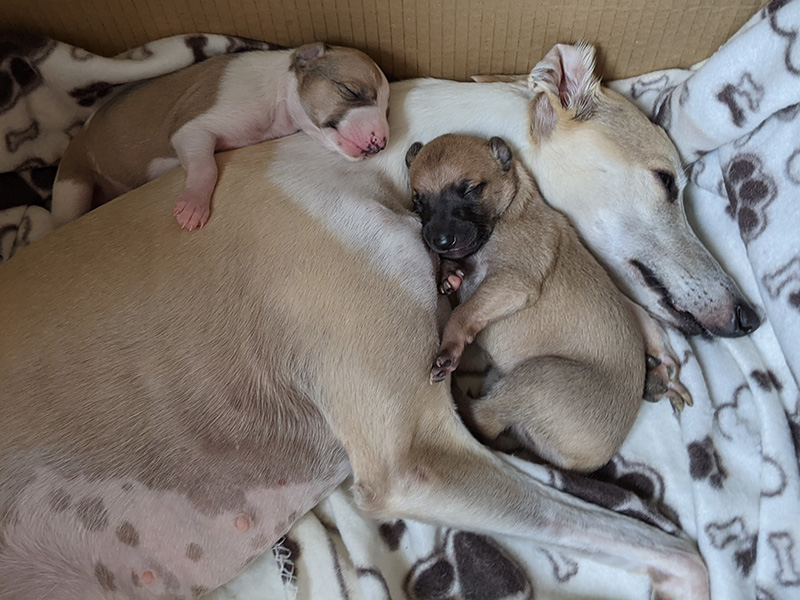 Whippet With Pups