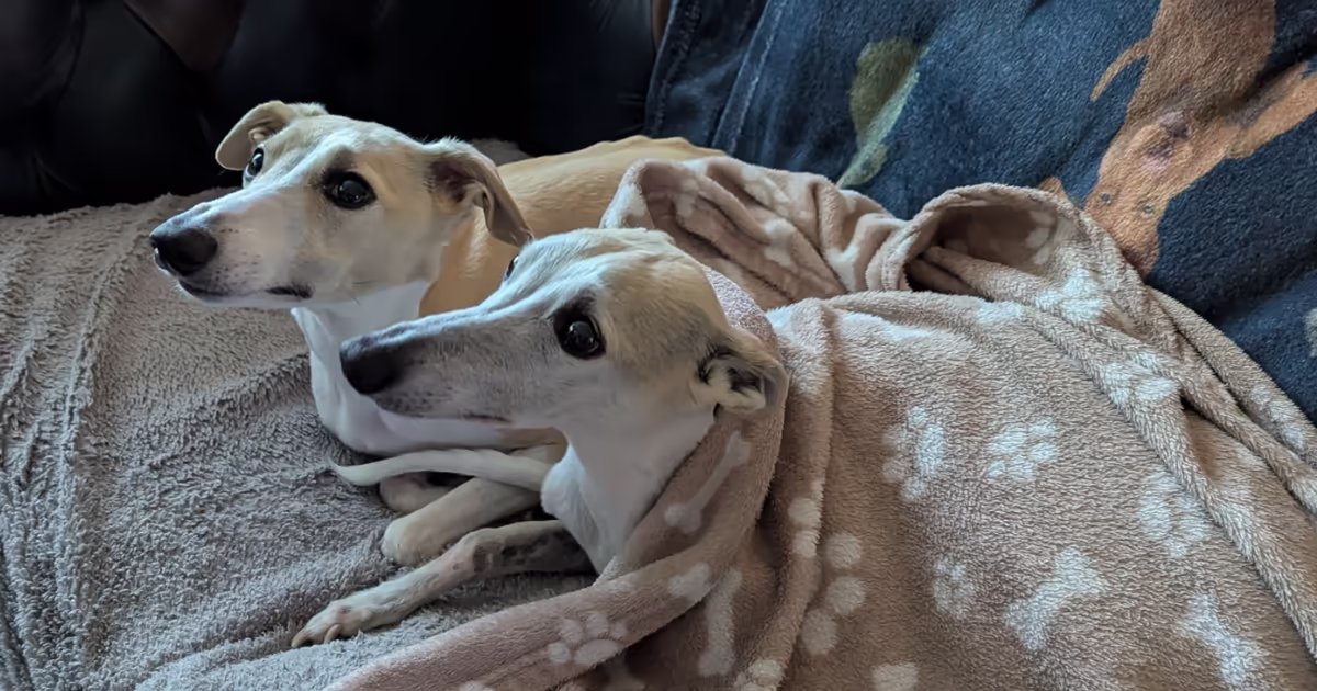 Whippets