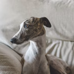 Whippet Breed Council Featured Image