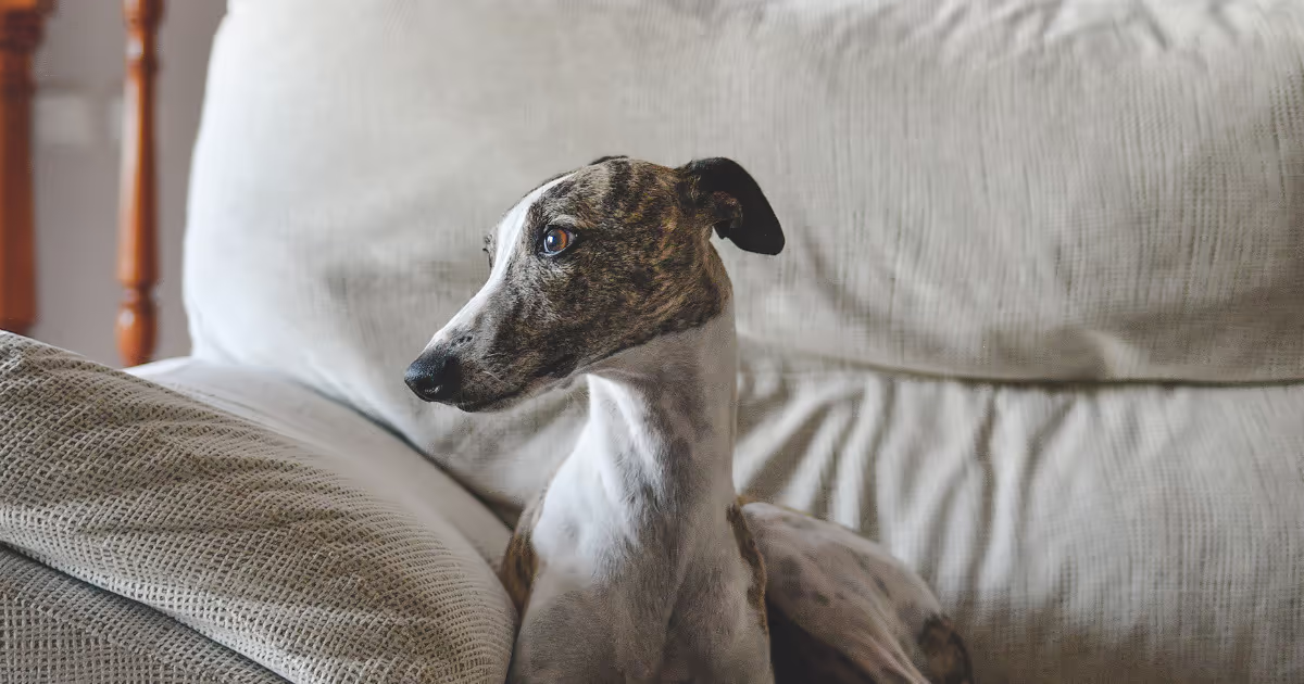 Whippet Breed Council Featured Image